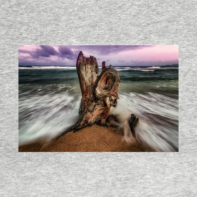 A Battered Tree Stump by JeffreySchwartz